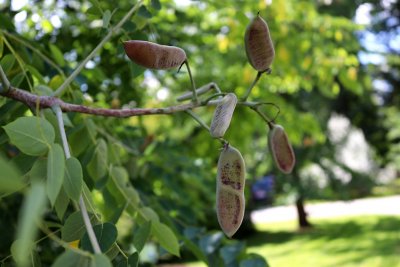 Gymnocladus dioicus, canadensis - nahovětvec dvoudomý, kanadský - plod